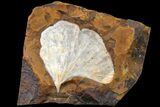 Fossil Ginkgo Leaf From North Dakota - Paleocene #162454-1